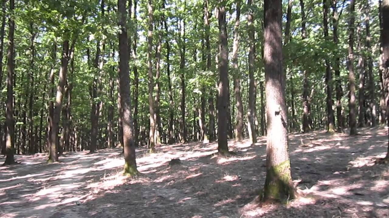 у опушки леса - YouTube