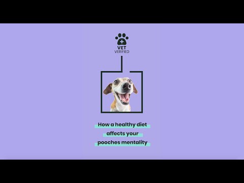 Vet Verified - How does your dogs diet affect their mentality?