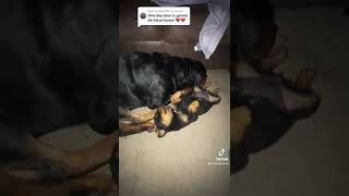Purring Rottweiler Sleeping With His Baby