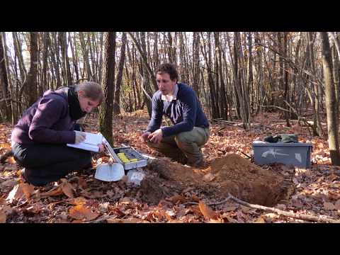 Video: In che modo il materiale organico entra nel suolo?