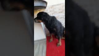 Robinin Gençlik Hali