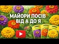 ЦИНІЯ МАЙОРИ ВІД А до Я ПОСІЙТЕ ТАК ЩОБ ЦВІЛИ ВЕСЬ СЕЗОН