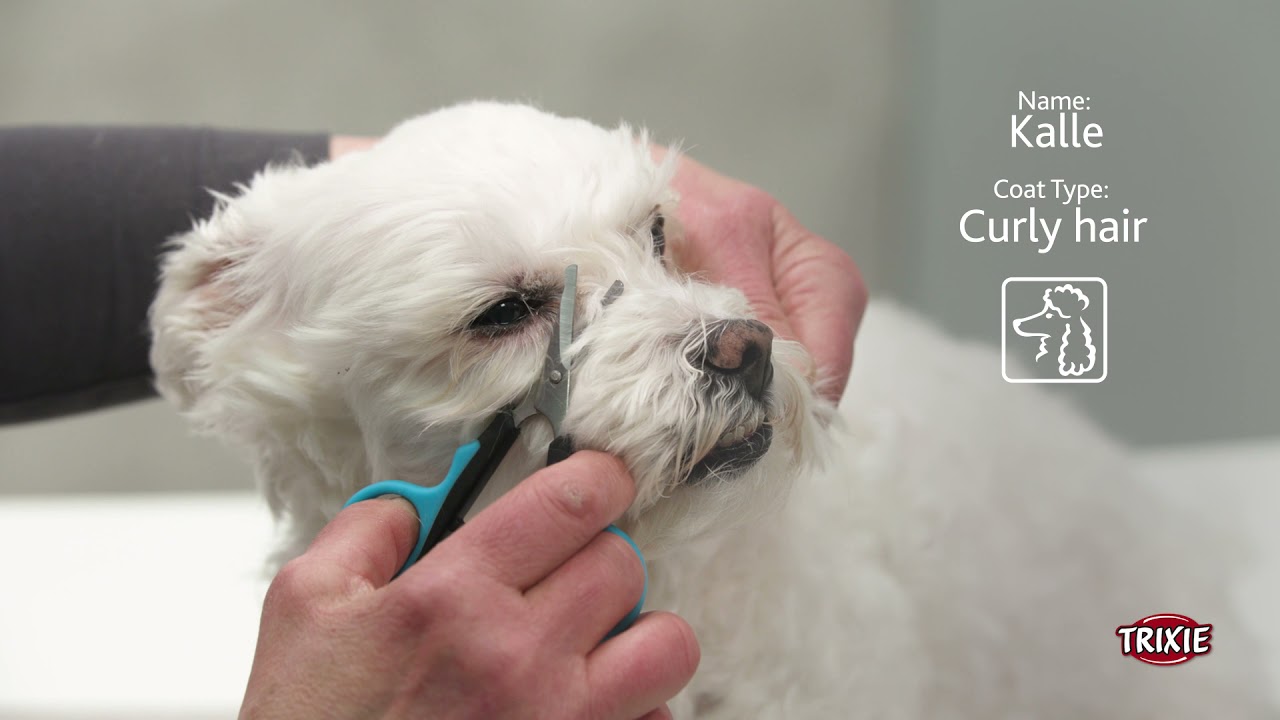 Groom Like a Pro with TRIXIE’s Round Tip Scissors, for Dog's & Cat's, Face, Nose, Ears, and Paw Hair