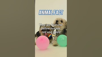Thumbnail of Are Dogs Colorblind? 🐶 #shorts #dogs #colorblind