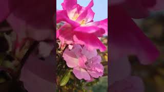 my taris garden beautiful rose flower asmrsounds asmr trendingshorts viralshort