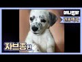 대한민국 양육 견종 4위지만 세상에 단 하나뿐인 강아지ㅣOnly One Special Dog Breed In The Entire World