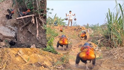 Huấn luyện đặc biệt cho vận động viên gà rừng chạy 🏃nhanh.Qaib qus xib twv dhia zoo saib tiag tiag