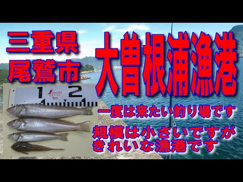 #28三重県大曽根浦漁港２０cm超キスが釣れました尾鷲の町三重県釣り堤防アジングカマス釣りポイント釣りスポット釣り場車横付け釣り波止ファミリー家族連れサビキ釣り磯遊び釣りに良しアオリイカ墨跡多数