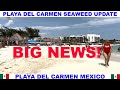 Playa  del carmen beach seaweed update  big news