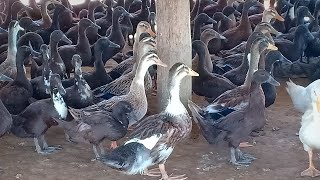 ការដាក់ចំណីកូនទា យកពង, feed duck egg