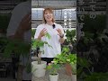 【GW旅行前に見て】長期間家を空けるときにやるべきこと🌱
