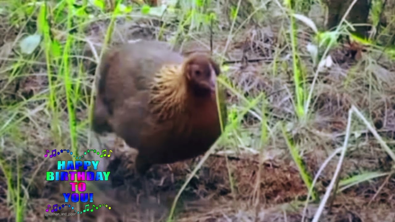 Tiếng Gà rừng mái kêu trong mùa sinh sản tục tác tục tục tác #chicken #garung #wildlife  #nature