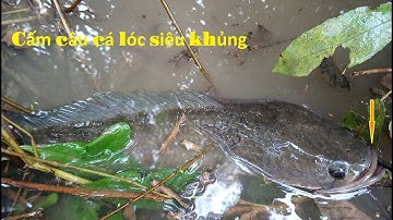Cấm câu bắt cá - thăm cấm câu mồi nhái đầu mùa lũ dính cá lóc chà bá lửa/catch fish