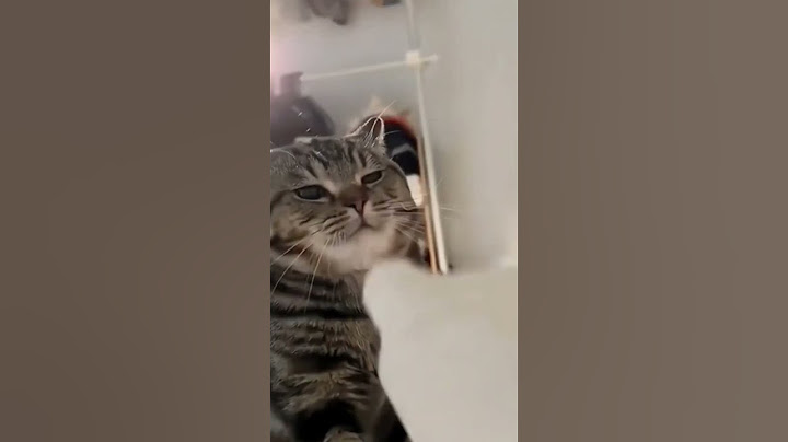 Funny Cat Fails #catfails
