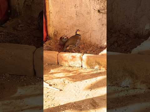 Beautiful Chakoors Pair Chakoor Chakor Chakorbird 