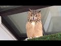 フクロウの鳴き声（まとめ）