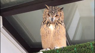 フクロウの鳴き声(まとめ) フクロウの鳴き声(まとめ)