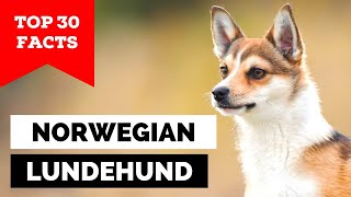 99% of Norwegian Lundehund Owners Don't Know This