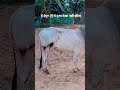 😭 प्लीज़ इनकी रक्षा 💯 करो भगवान 😭😭🙏#emtionalstory #emotional #sad #cow 🫂