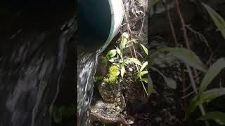 The end of the 2020 Maine Elver season. Portland
