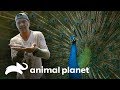 3 Animales que sorprenden por su rareza y belleza | Wild Frank en India | Animal Planet