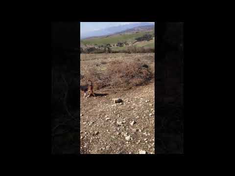 Serbian Tricolor Hound 03/04/2020 | Georgiadis-Greece