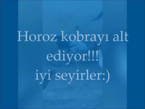 HOROZ KOBRAYI ALT EDİYOR! #CESUR #HOROZ #İŞBAŞINDA