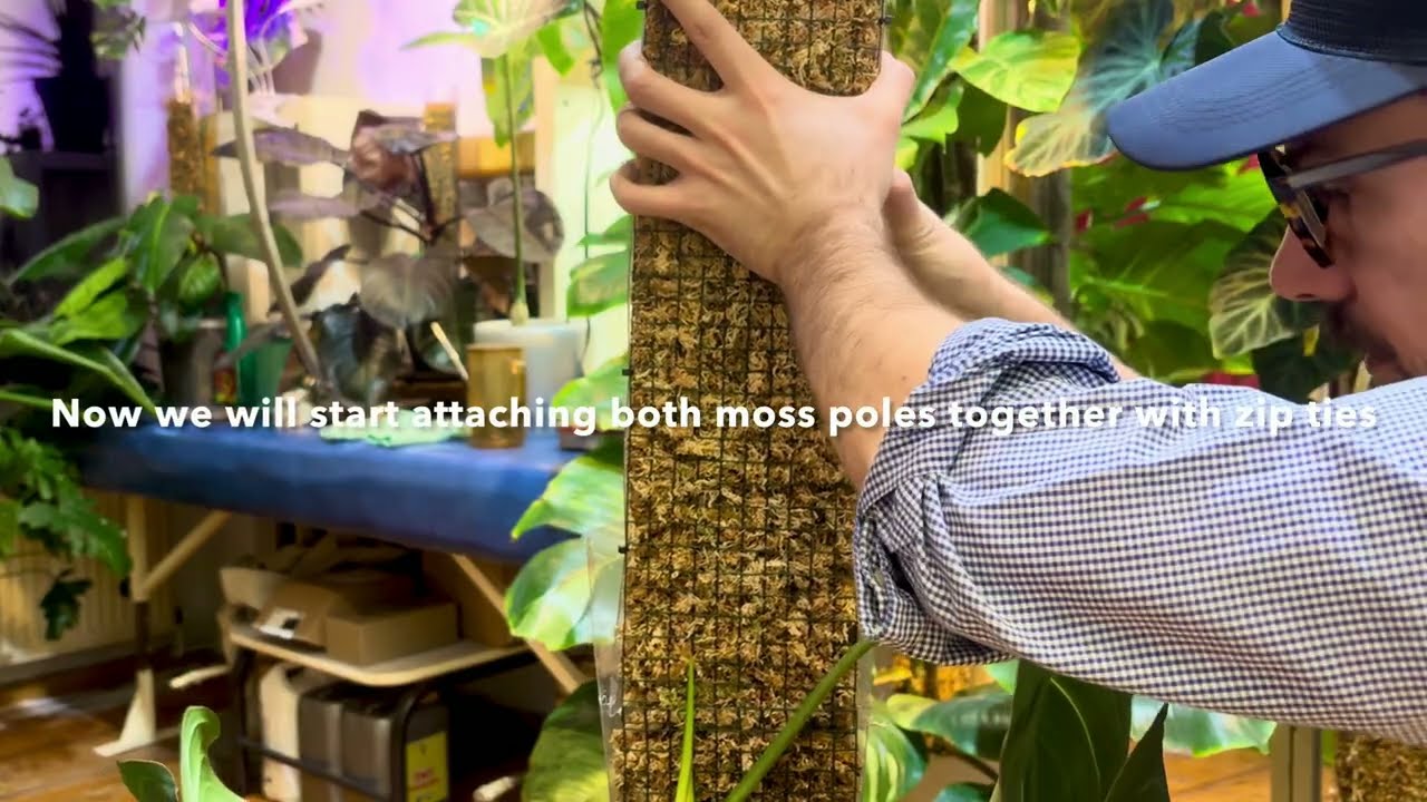 Philodendron Glorious Moss Pole Extension 