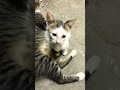 Chocko se cree papá, pero esta eterilizado jaja #catchow #cat #consentidotumascota #gatitos #cute