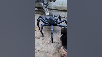 my cats vs T8X cool robotic spider 😎 #shorts
