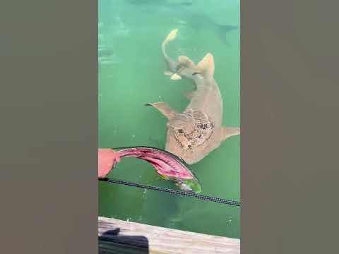 Nurse Shark Feeding in Key West, Florida | Slow Motion Dock Series #3