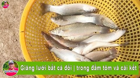 Giăng lưới bắt cá đối | trong đầm tôm và cái kết | Thanh Phúc Vlogs