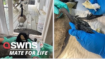 A goose tries to “break into” a clinic to be close to her mate as he was having surgery | SWNS