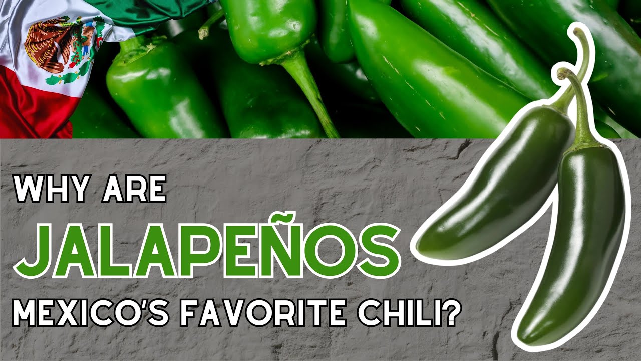 Jalapeños: Why They’re Mexico’s Favorite Chili