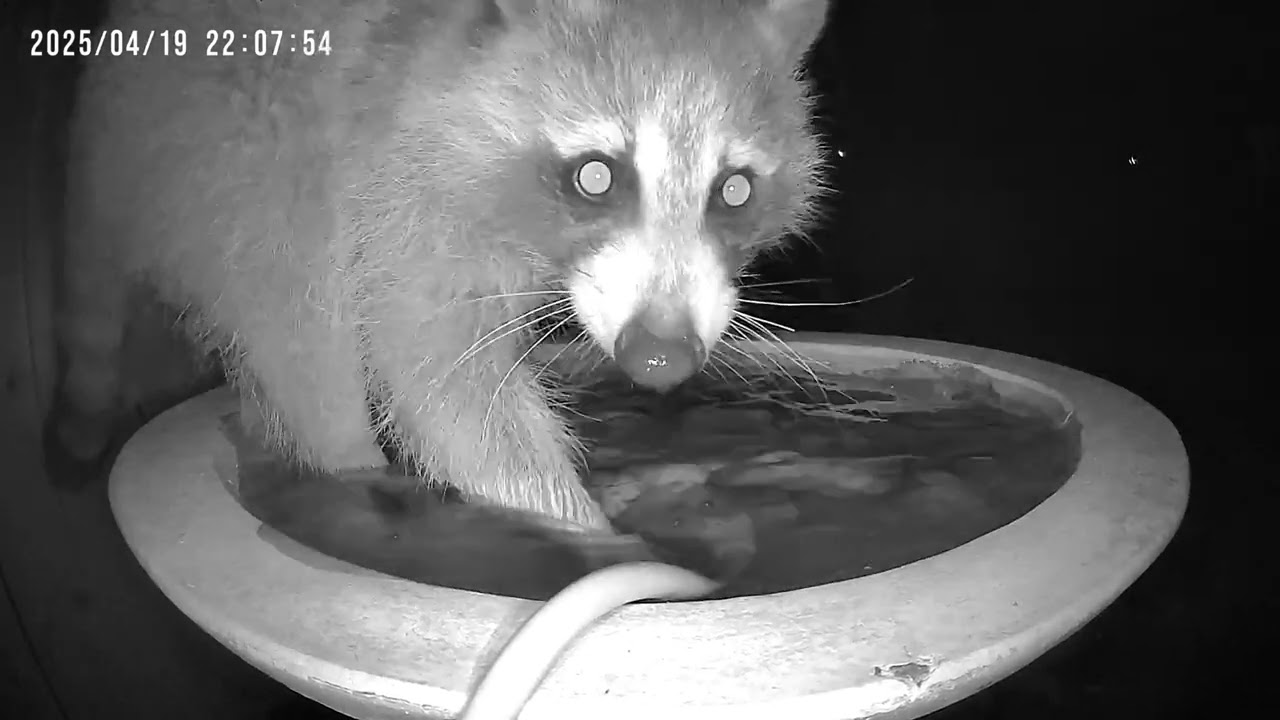 📺 Birdflix | Apr 19, 2025