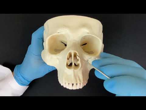 Видео: Какая кость образует носовую раковину?