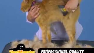 Detangling Curry Comb ShedMonster EN
