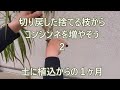 コンシンネ　剪定した枝から水挿しをしよう２　土に植えてからの１ヶ月
