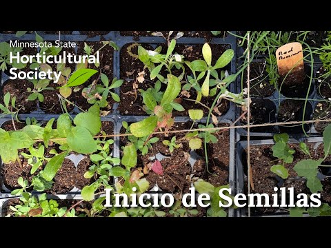 Vídeo: Informació sobre les plantes de Melampodium: Com cultivar Melampodium