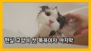 고양이 목욕 처음할때 by 써니포캣 sunny4cats 443 views 2 years ago 8 minutes, 1 second
