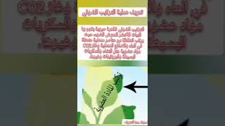 عملية التركيب الضوئي تعريفها وشروطها