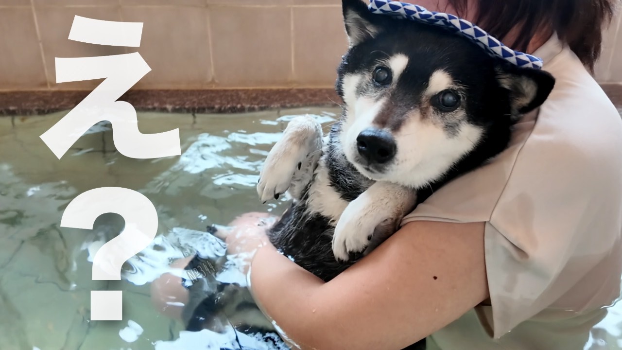 お風呂大嫌いな柴犬と温泉に行ったらこうなりました……（№344）