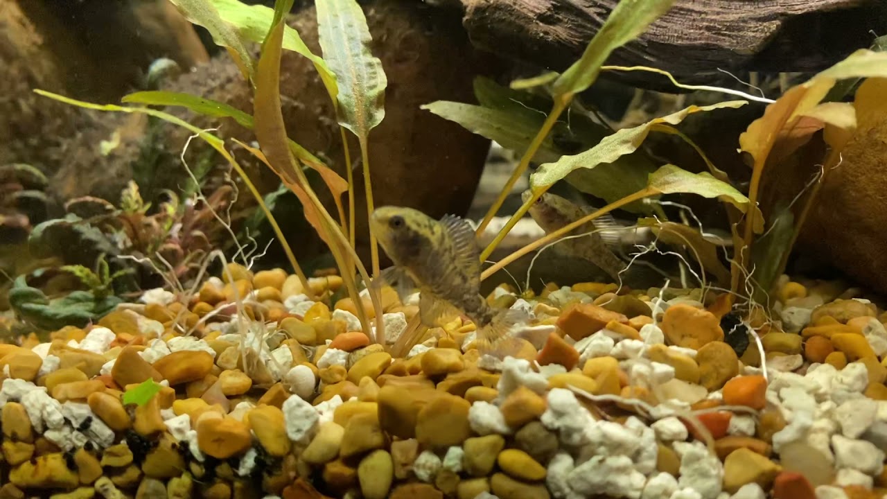 Spawning Report: Elassoma Okefenokee (Okefenokee Pygmy Sunfish) content media