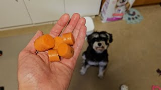 Miniature Schnauzer Loves Carrots