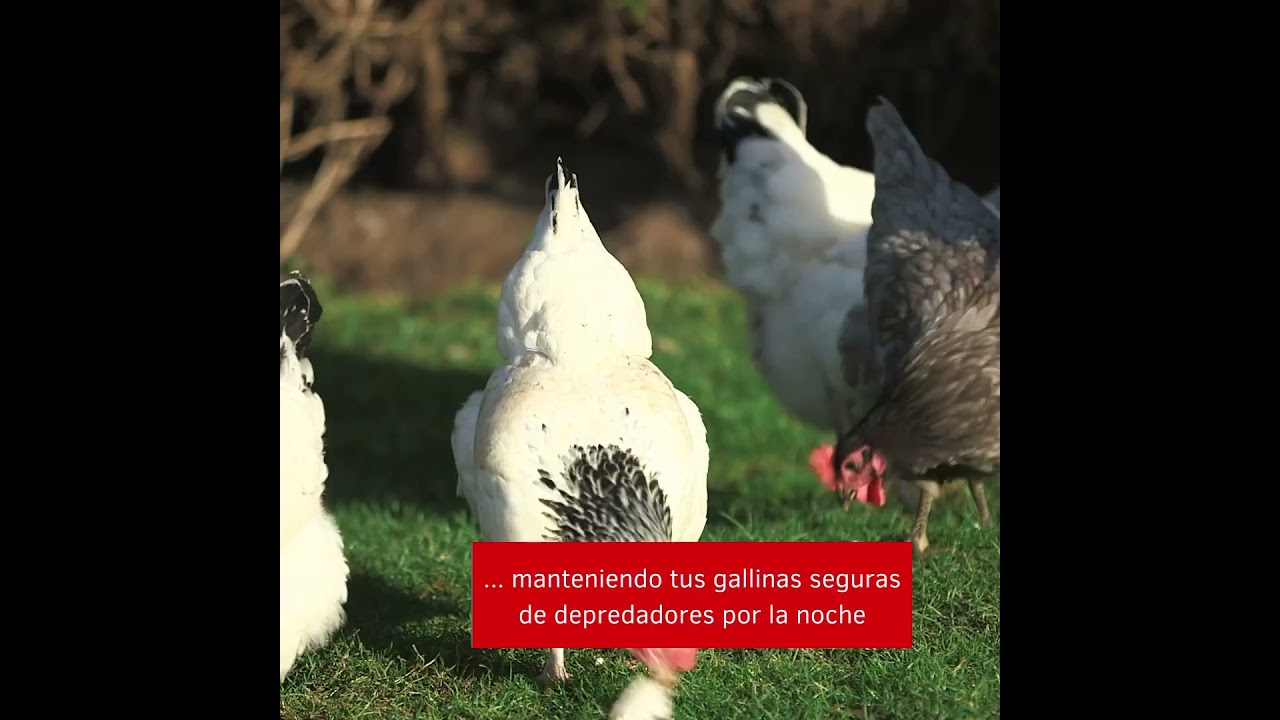 Puerta automática para gallineros: protege a tus gallinas