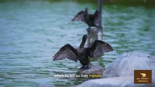 Discover the American Coots