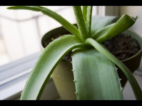 Что Исцеляет Алоэ? Секреты комнатного растения