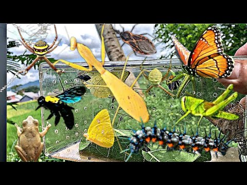 Adventure Timeoutro Insects Bug Hunting Adventure⁉️Discovering Unique Insects - YouTube