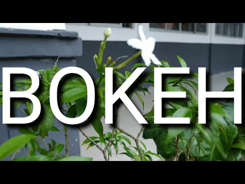 Bokeh Video Sample Direkam Cuma Pake Hp