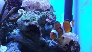 20140709 Nano Reef